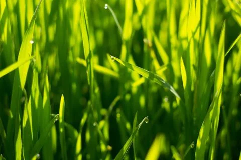 Green grass close-up with dew Stock Photos