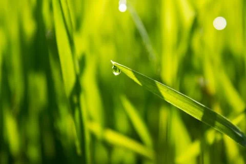 Green grass close-up with dew Stock Photos