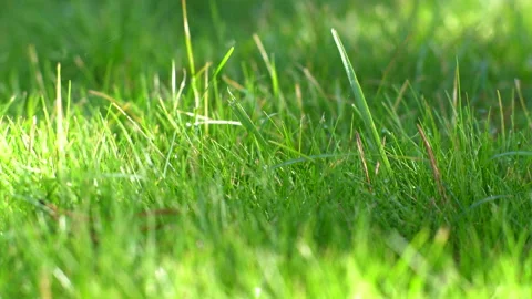 Green grass close-up, dolly right Vidéo 162924220
