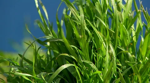 Green grass close up. Video stock 2923288