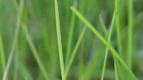 Green grass close-up Stock Footage 24376149