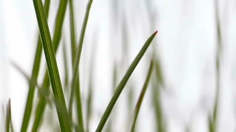 Green grass close-up Stock Footage 24377016