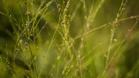 Green Grass Close up Vidéo 53498787