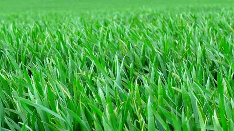 Green grass close-up. Stock Footage 63229617