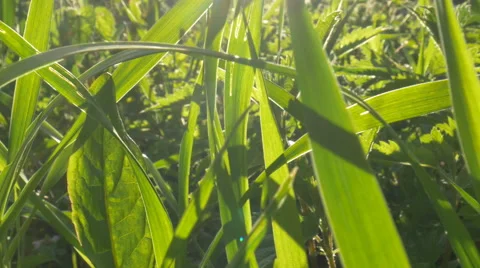 Green grass close up Stock Footage 64571952