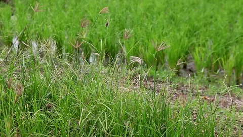Green grass close-up Stock Footage 79865373