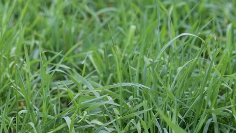 Green grass close-up Stock Footage 81023580