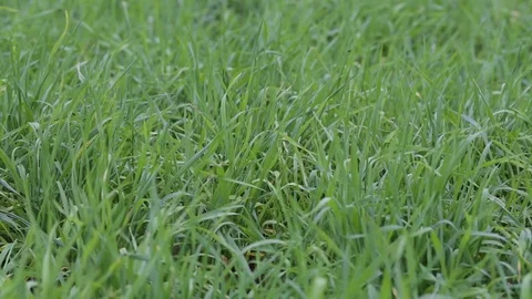 Green grass close-up Stock Footage 83760582