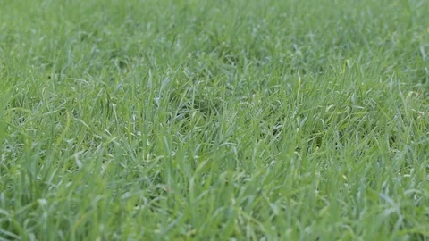 Green grass close-up Stock Footage 85636877