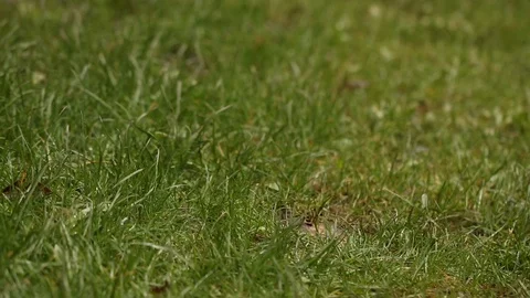Green grass close up. Stock Footage 88692267