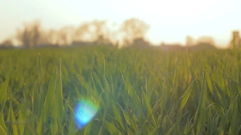 Green grass close up Stock Footage 91177572