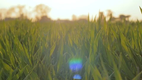 Green grass close up Stock Footage 91177696