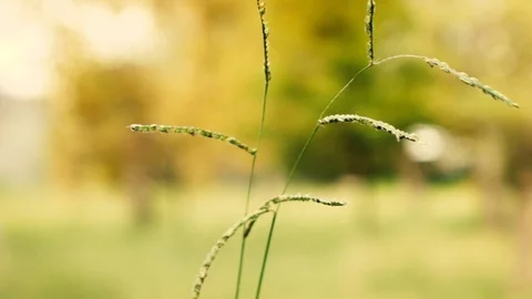 Green Grass Close Up Stock Footage 95151728