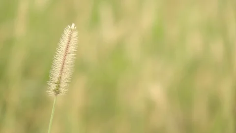 Green Grass Close Up Stock Footage 95151752