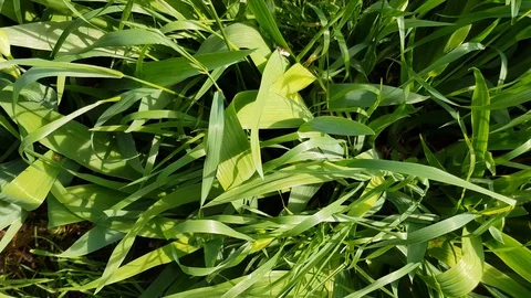 Green grass close up Stock-Footage 129888759
