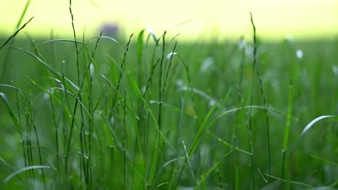 Green grass close up Stock Footage 141398388