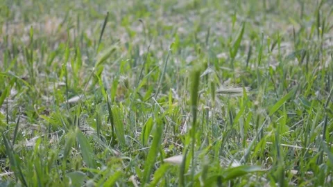 Green grass close-up Stock Footage 153035667