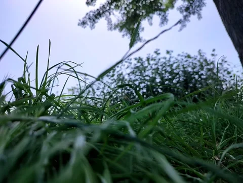 Green grass close-up. 動画素材 156075052