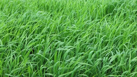Green grass close-up. Stock Footage 196883088