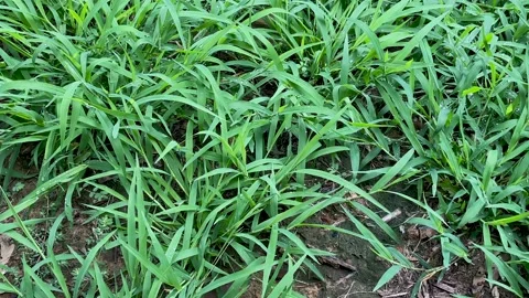 Green Grass Close-Up Stock Footage 237795978