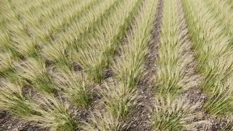 Green grass close-up Stock Footage 265547086