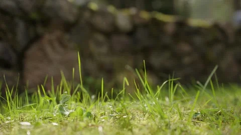 Green grass close up Stock-Footage 293159472