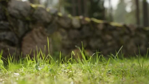 Green grass close up Stock Footage 293159474