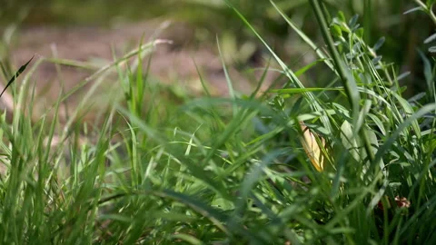Green Grass Close Up Stock Footage 293185103