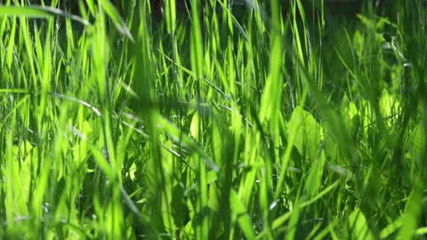 Green grass close up footage Stock Footage 105656555