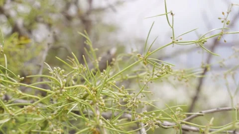 Green grass close-up. Footage. Suumer landscape. Grass swaying in the wind. Видео 144368017