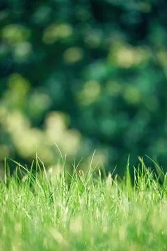 Green grass close-up front view on dark green blurred naturel background Stock Photos
