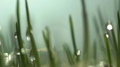 Green grass close-up. Grass rotation in slow motion. Green juicy lawn, it's time Stock Footage 148864571