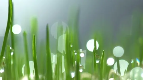 Green grass close-up. Grass rotation in slow motion. Green juicy lawn, it's time Stock Footage