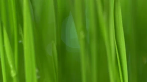 Green grass close-up. Grass rotation in slow motion. Green juicy lawn, it's time Stock Footage 149285360