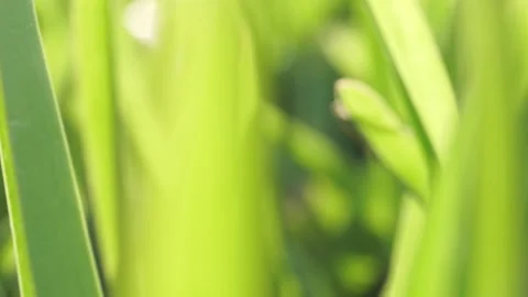 Green grass close-up. Grass rotation in slow motion. Green juicy lawn, 4k macro Stock Footage 155284611