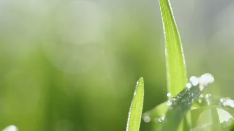 Green grass close-up. Grass in slow motion. Green juicy lawn, it's time to cut Vídeo Stock 152964857