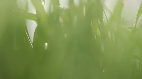 Green grass close-up. Grass in slow motion. Green juicy lawn, it's time to cut Stock Footage 153449127