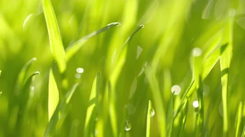 Green grass close-up. Grass in slow motion. Closeup rotation Stock Footage 197391662