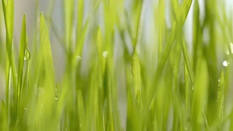 Green grass close-up. Grass in slow motion. Closeup rotation Stock Footage 197582808