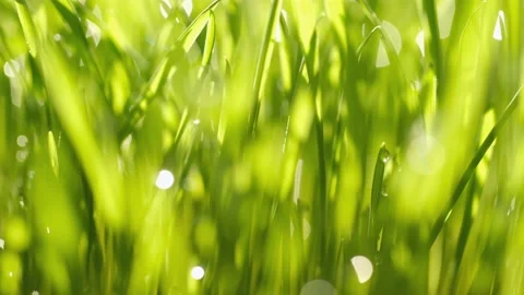 Green grass close-up. Grass in slow motion. Closeup rotation Stock Footage 197657808