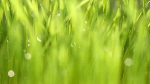 Green grass close-up. Grass in slow motion. Closeup rotation Stock Footage 198024649