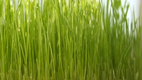 Green grass close-up. Grass in slow motion. Closeup rotation Stock Footage 199090448
