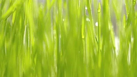 Green grass close-up. Grass in slow motion. Closeup rotation Stock Footage 200452229