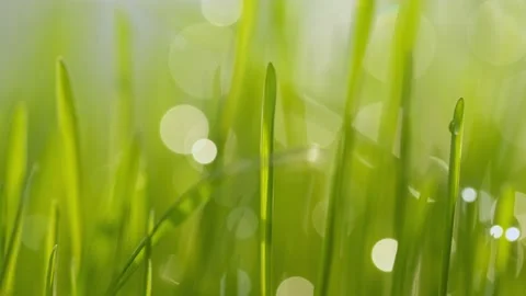 Green grass close-up. Grass in slow motion. Closeup rotation Stock Footage 201122901