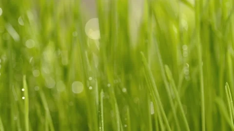 Green grass close-up. Grass in slow motion. Closeup rotation Stock Footage 201391573