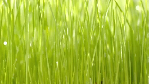Green grass close-up. Grass in slow motion. Closeup rotation Stock Footage 202127958