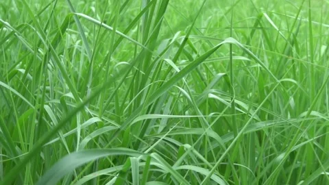 Green grass close-up. Grass swaying in the wind Stock Footage 164766944