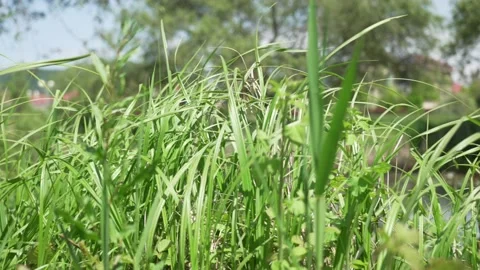 Green grass close-up. Grass swaying in the wind in slow motion. Green juicy lawn Stock Footage 196102002