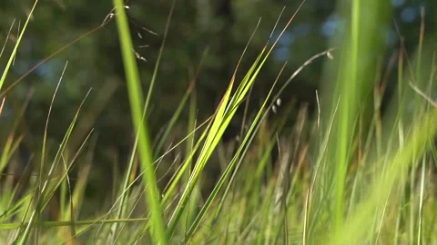 Green grass close-up. Grass swaying in the wind in slow motion. Stock Footage 209161404