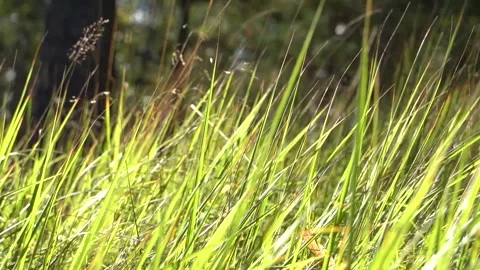Green grass close-up. Grass swaying in the wind in slow motion. Stock Footage 209161412